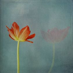 Close-up of red flowers