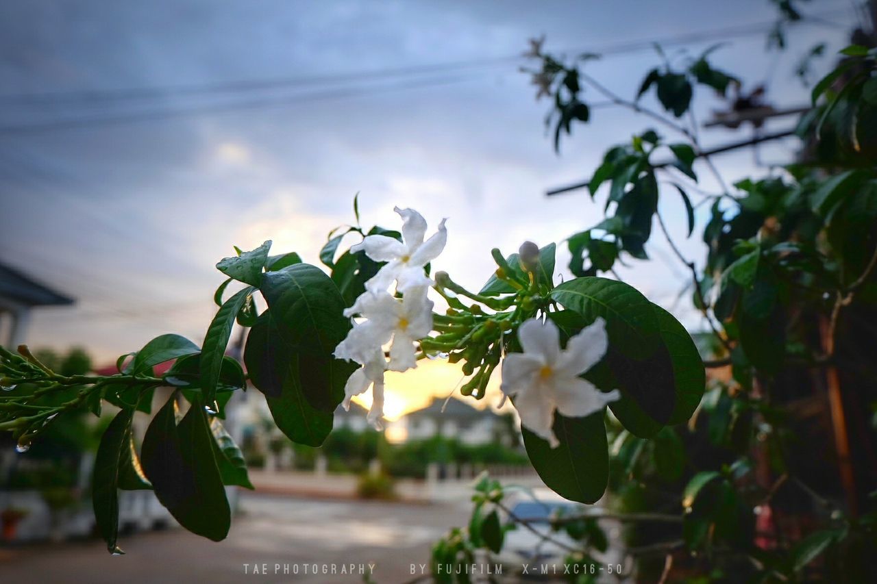 flower, freshness, fragility, growth, white color, petal, plant, beauty in nature, nature, sky, flower head, focus on foreground, blooming, in bloom, close-up, blossom, stem, leaf, day, tree