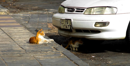 Cats in a car