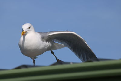 Low angle view of heron