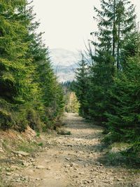 Trees in forest