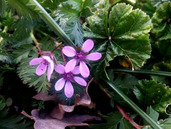 Close-up of pink flowering plant