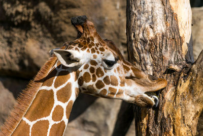 Headshot of giraffe licking tree trunk