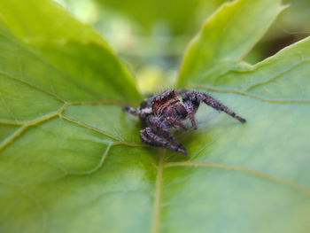 Close-up of insect on leaf