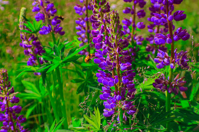 Close-up of purple flowering plants