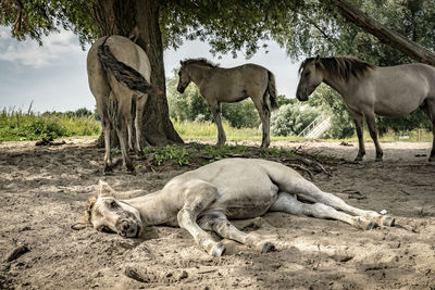 Horses relaxing on field
