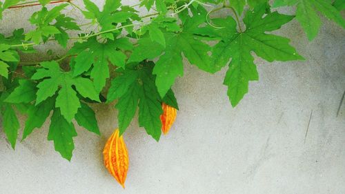 Close-up of leaves