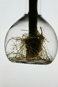 Close-up of fork over white background