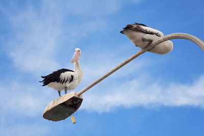 Low angle view of bird flying against sky