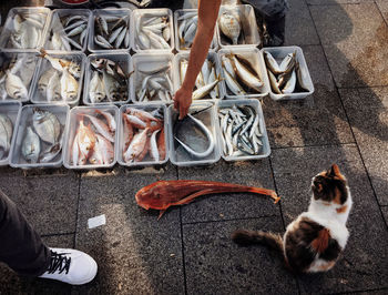 Low section of person with cat in fish market 