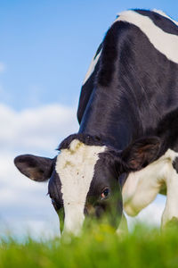 Cow eating in the green pasture