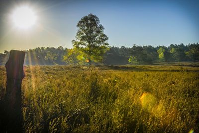 Scenic view of field against bright sun