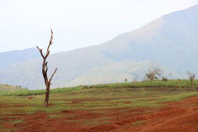 Scenic view of field against clear sky