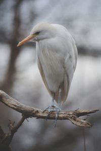 Egret at the queens zoo