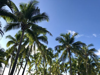 Low angle view of palm trees against blue sky