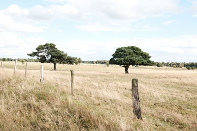 Trees on field against sky