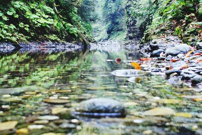 River at forest