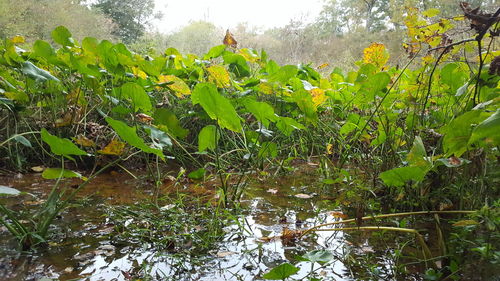 Scenic view of tree by plants