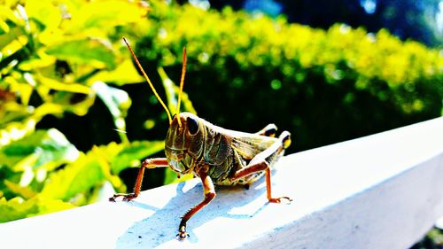 Close-up of grasshopper