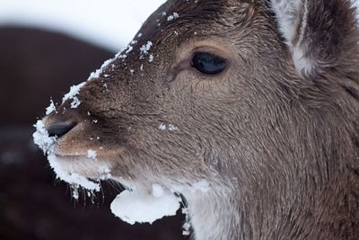 Close-up of horse during winter