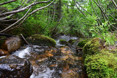Close-up of water flowing in grass