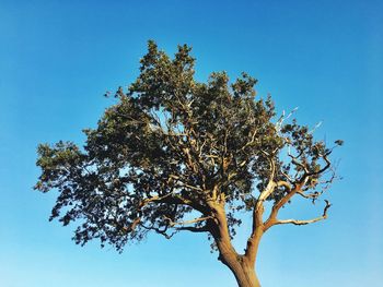 Low angle view of tree against clear blue sky