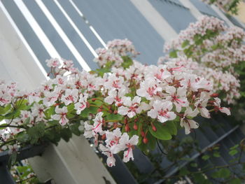 Close-up of pink flowering plants