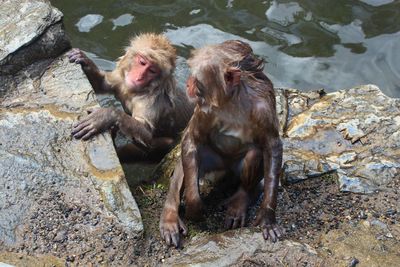 Monkeys in a lake