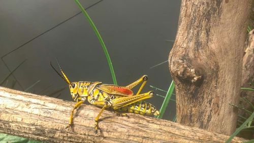 Close-up of insect on wall