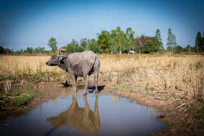 View of horse drinking water from lake