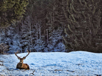 Deer on snow covered trees during winter