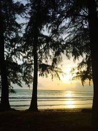 Silhouette trees on beach against sky during sunset