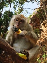 Monkey eating banana while sitting on tree