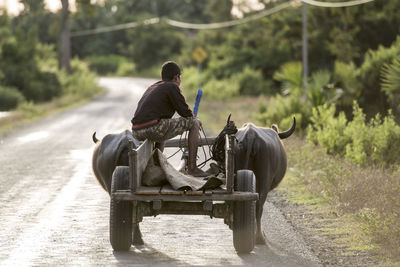 Man sitting on buffalo cart