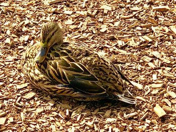 Close-up of birds