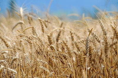 Close-up of stalks in field