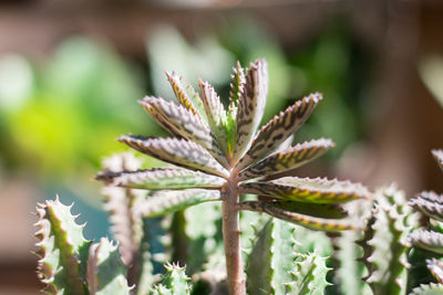 Close-up of succulent plant