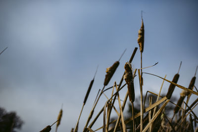 Low angle view of dry plants on field against sky