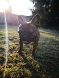 Close-up of dog on grass