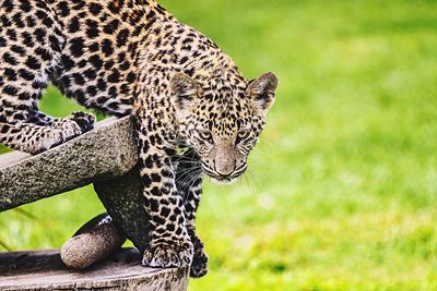 Close-up of leopard on grass