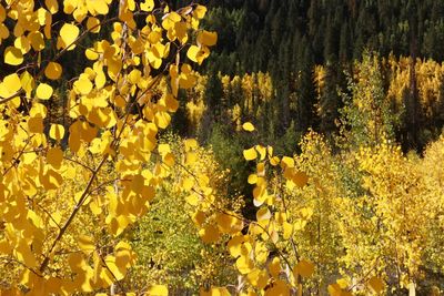 Yellow flowering plants on field