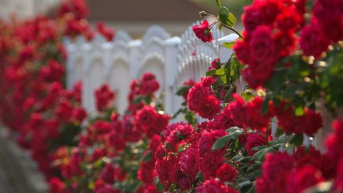 The red rose on white fence