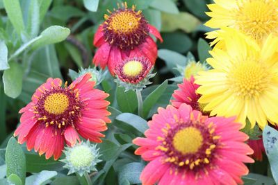 Close-up of pink flowers blooming outdoors
