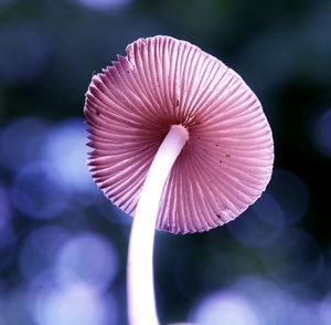 Close-up of mushroom growing outdoors