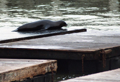 Duck on wood by lake