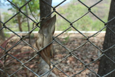 Close-up of chainlink fence