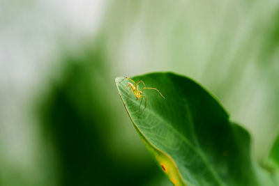 Closeup view of spider isolated on green leaf