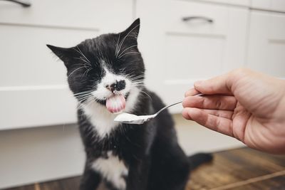 Cropped hand of person feeding food to cat at home