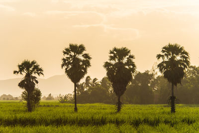 Trees on field against sky