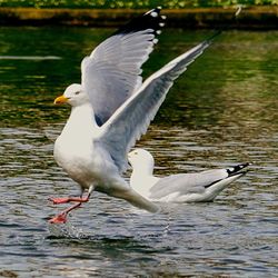 Bird in water